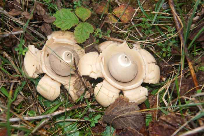 gekraagde aardster geastrum triplex paddenstoel zwam aardster