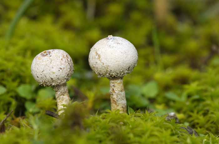 zwam paddenstoel gesteelde stuifbal Tulostoma brumale