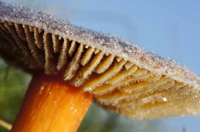 Granaatbloemwasplaat Hygrocybe punicea paddenstoel zwam texel