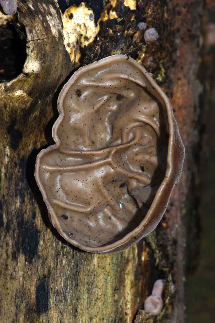 paddenstoel zwam judasoor Auricularia auricula-juda Hirneola