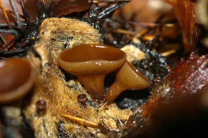paddenstoel zwam kastanjestromakelkje bekerzwam Ruthstroemia echinophila