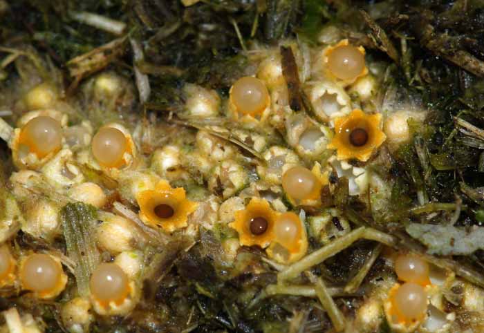 kogelwerper paddenstoel zwam