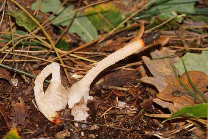 stinkzwam, paddenstoel, Mutinus caninus