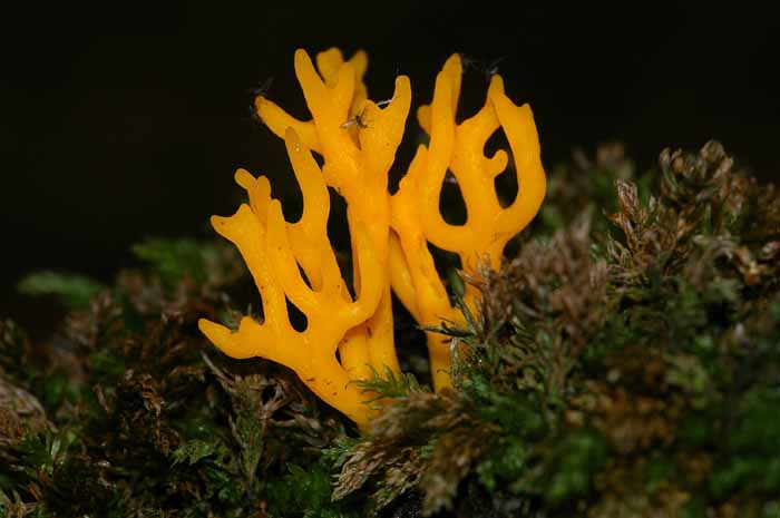 koraalzwammetje Calocera Texel paddenstoel