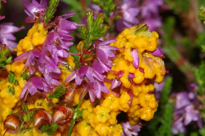 glanzend druivenpitje slijmzwam struikhei Texel Leocarpis fragilis