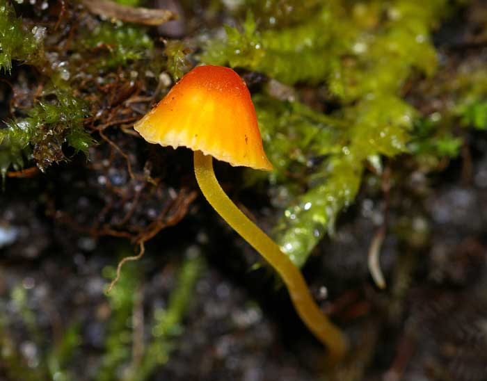 Oranje dwergmycena Mycena acicula