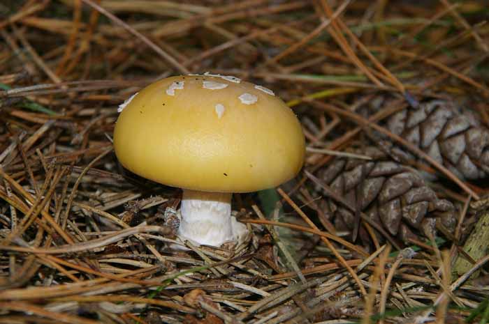 paddenstoel amaniet narcisamaniet Amanita gemmata dennenbos