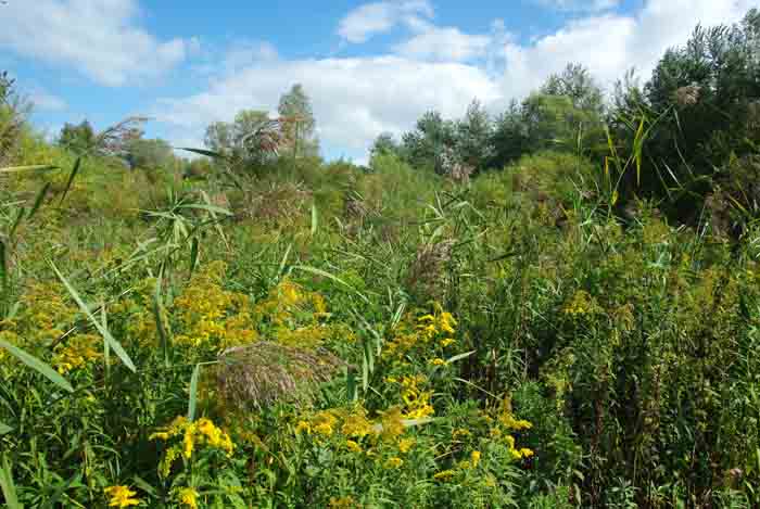 Biesbosch Boomgat Kreek oevervegetatie