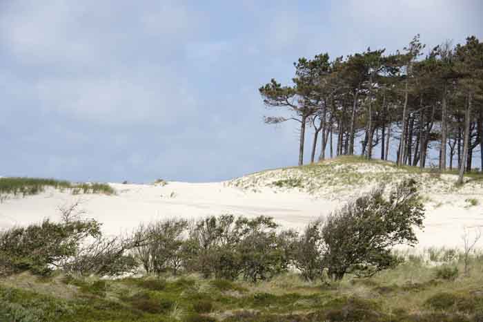 Noord- Hollands Duinreservaat Buizerdvlak