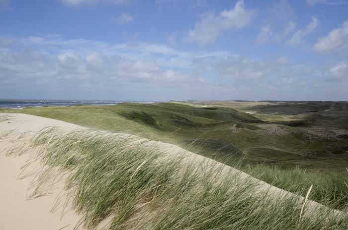 Noord- Hollands duinreservaat Buizerdvlak verstuiving