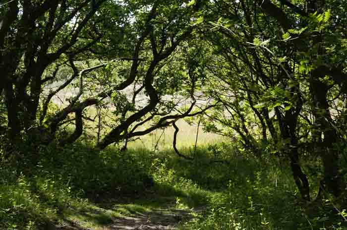 Noord- Hollands Duinreservaat Verbrande Pan duinbosje