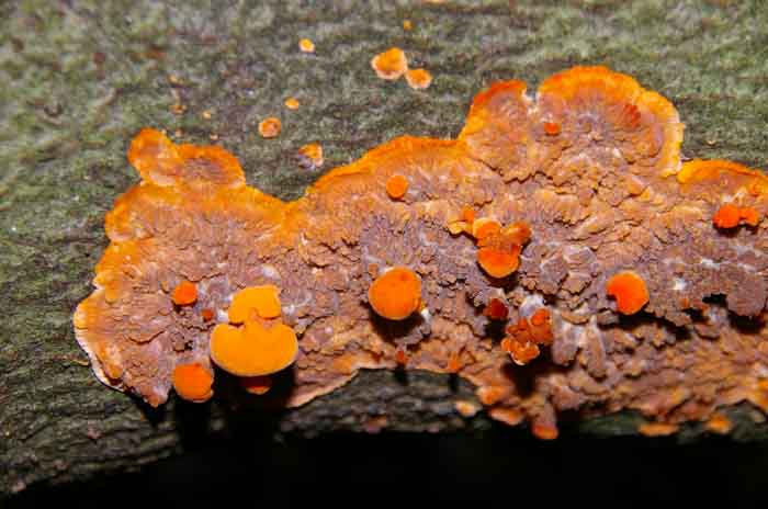 oranje aderzwam Phlebia radiata hout paddenstoel korstzwam
