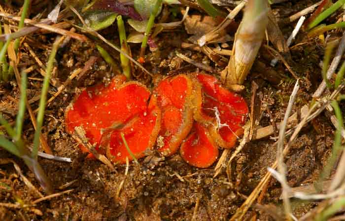 oranje mosbekertje paddenstoel bekerzwam