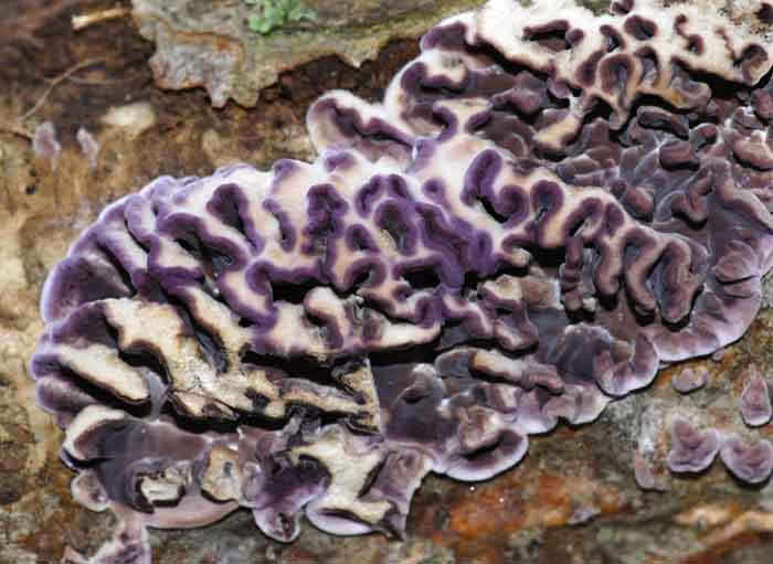 paddenstoel paarse korstzwam Chondrostereum purpureum