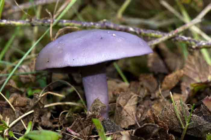 Paarse schijnridderzwal Lepista nuda paddenstoel schijnridder