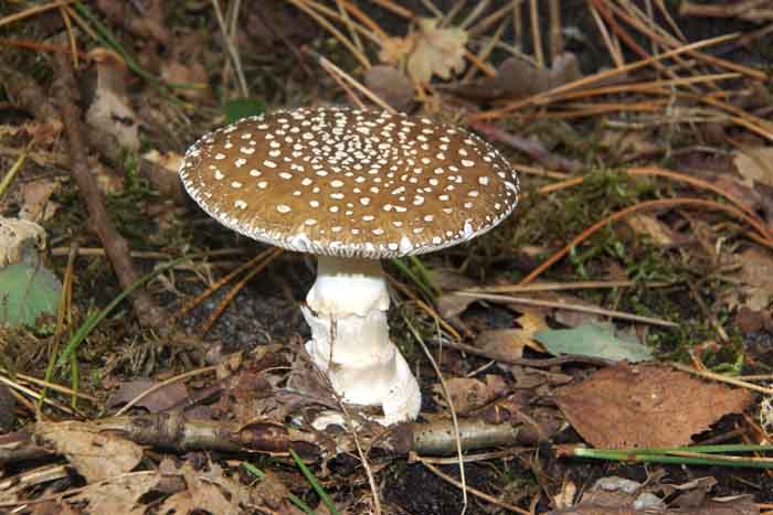 panteramaniet amanita pantherina giftige paddenstoel