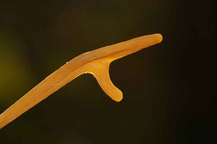 pijpknotszwam Macrotyphula fistilosa paddensroel