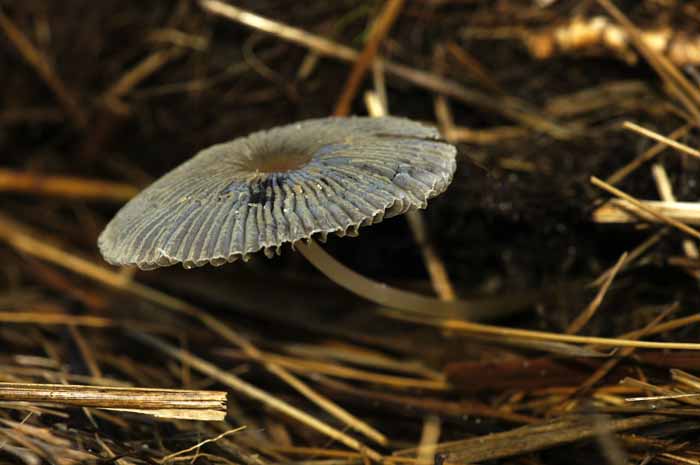 plooirokinktzwam Coprinus plicatilis paddenstoel