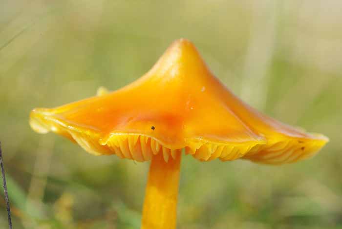 puntmutswasplaat, Hygrocybe acuticonica paddenstoel wasplaat