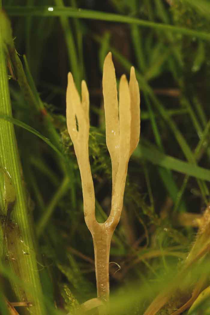 rimpelige koraalzwam Clavulina rugosa paddenstoel