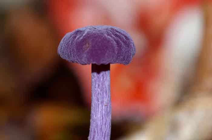 rodekoolzwam amethystzwam Laccaria amethystina paddenstoel