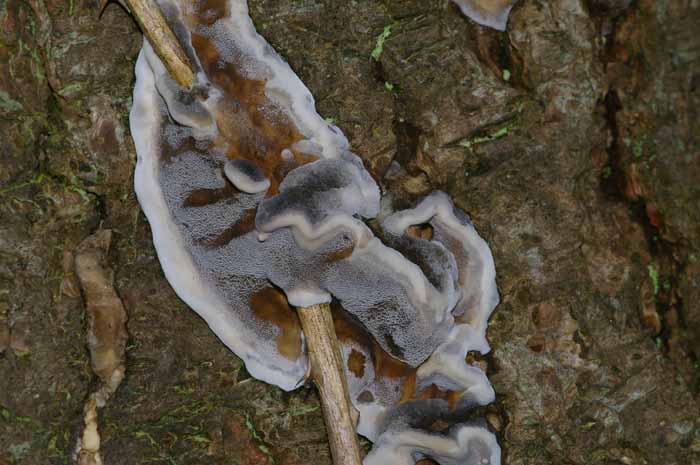 rookzwam Bjerkandera fumosa paddenstoel