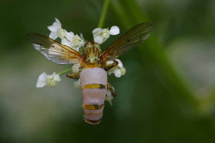 schimmel vlieg Entomophtora muscae