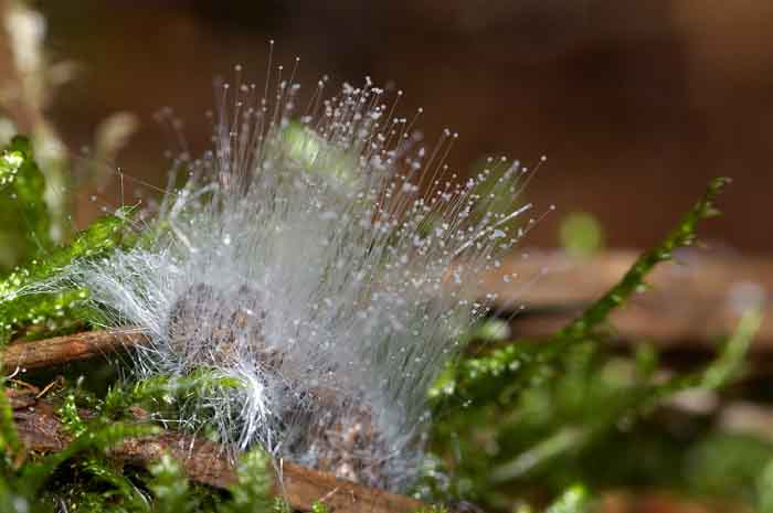 schimmel sporen schimmeldraden