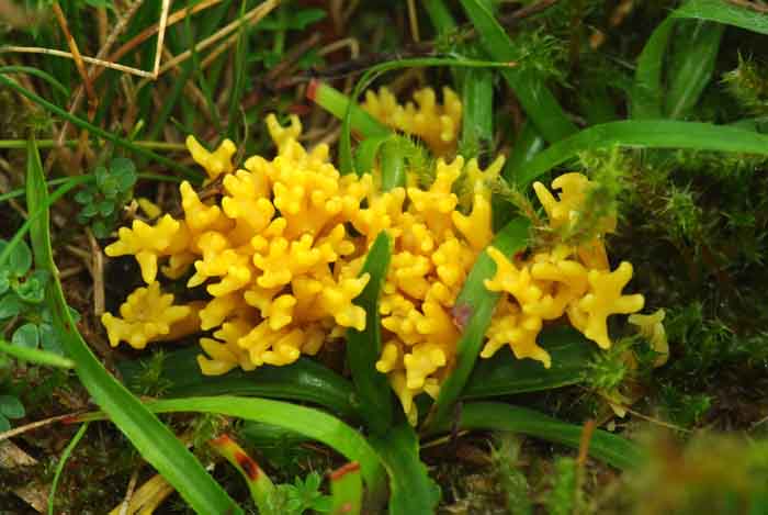 sikkelkoraalzwam Clavulinopsis corniculata paddenstoel grasland