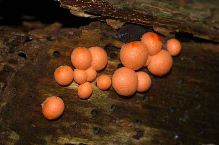 gewone boomwrat blotebilletjeszwam slijmzwam Lycogala epidendrum