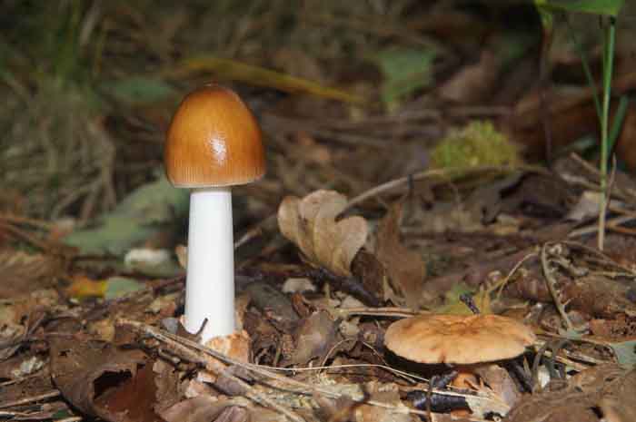 slanke bruine amaniet paddenstoel Amanita fulva