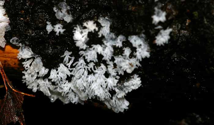 slijmzwam Ceratiomyxa fruticilosa