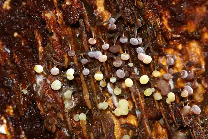 knikkend kalkkopje zlijmzwam Physarum album