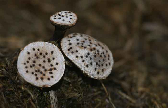 grote speldenprikzwam Poronia punctata mest paddenstoel
