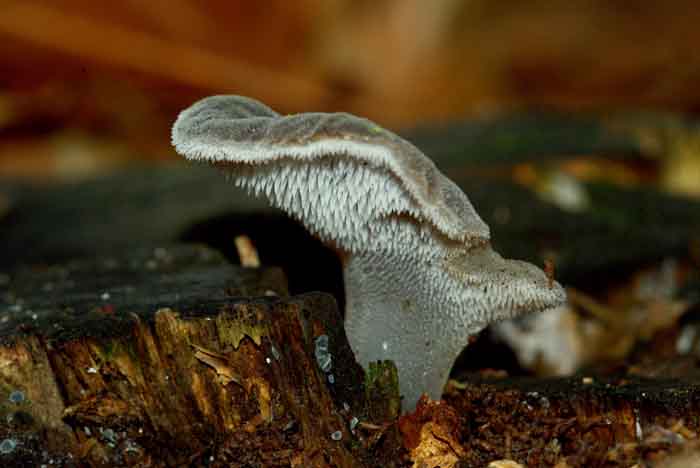 stekelrrilzwam Pseudohydnum gelatinosum paddenstoel