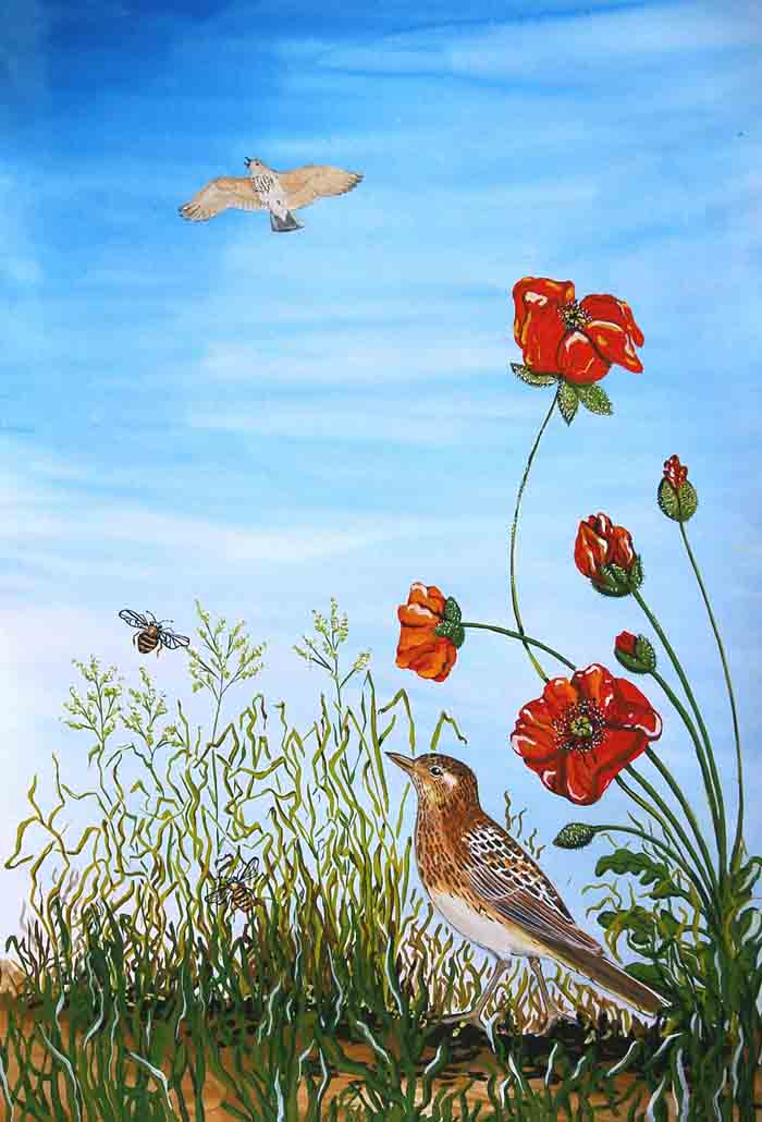 tekening veldleeuwerik