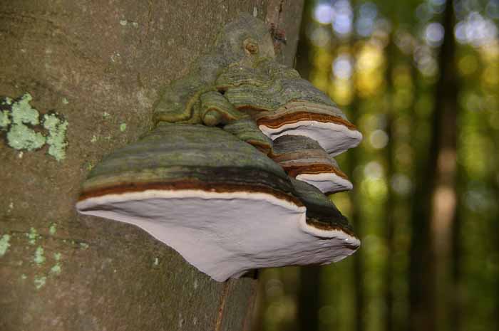 tonderzwam Fomes fomentarius paddenstoel