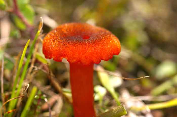 paddenstoel veenmosvuurzwammetje wasplaat Hygrocyme coccinecrenata