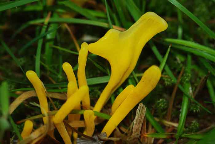paddenstoel verblekende knotszwam Clavulinopsis luteoalba