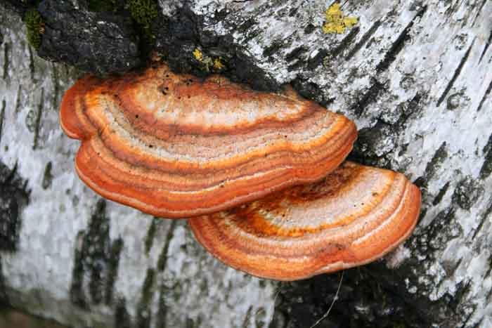 paddenstoel vermiljoenhoutzwam Pycnoporus cinnabarinus