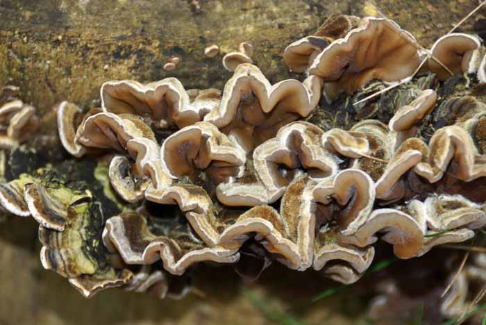 Viltig judasoor Auricularia mesenterica paddenstoel