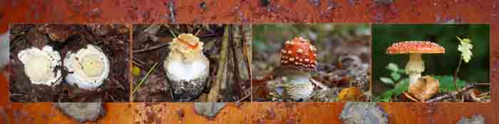 paddenstoel vliegenzwam Amanata muscari