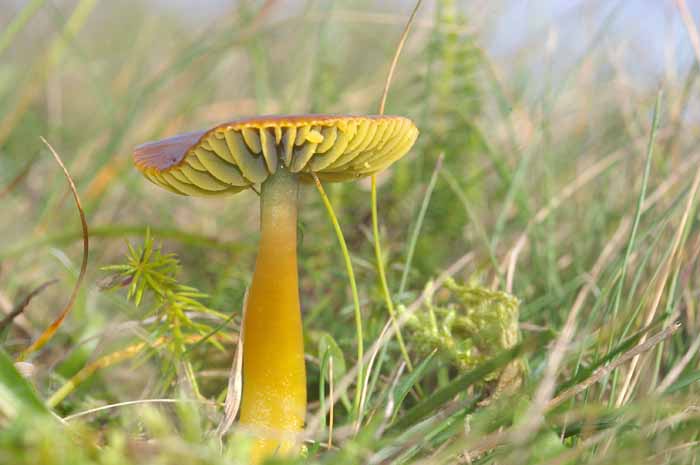 papegaaizwammetje wasplaat paddenstoel Hygrocybe psittacina