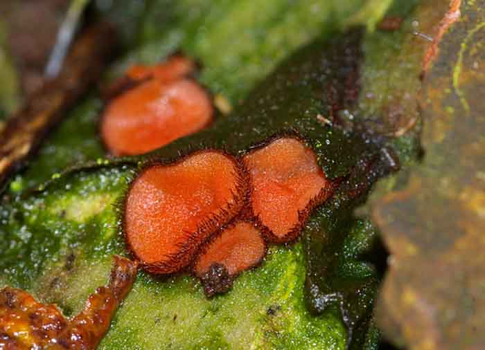 wimperzwammetje paddenstoel Scuttelina scutellata