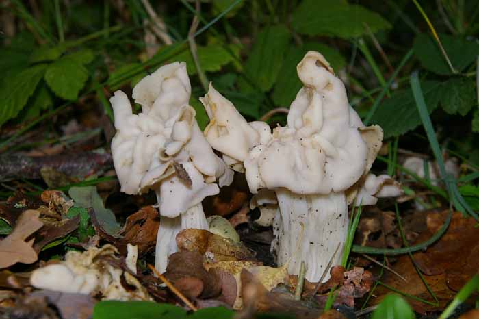 witte kluifjeszwam paddenstoel Helvella crispa