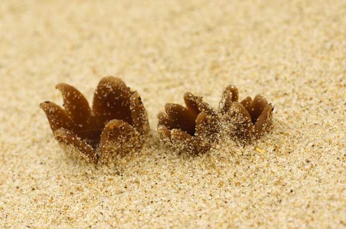 zandtulpje Peziza ammophila duinen paddenstoel