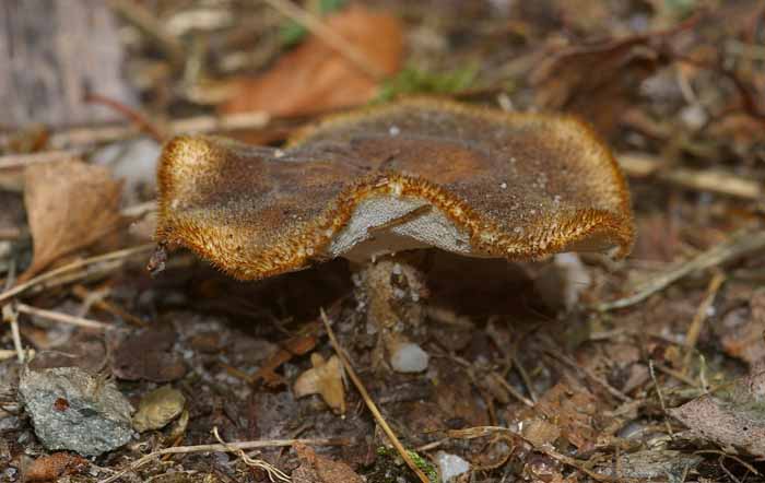 zomerhoutzwam Polyporus ciliatus paddenstoel