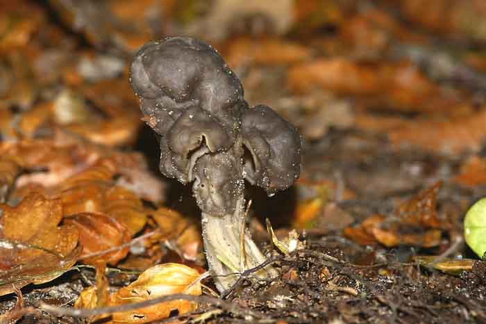 zwarte kluifjeszwam Helvella lucunosa