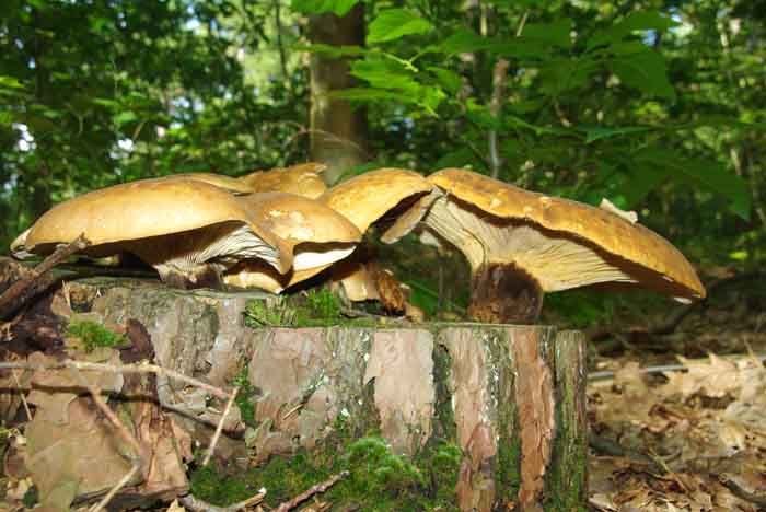 zwartvoetkrulzoom Tapinela atrotomentosa