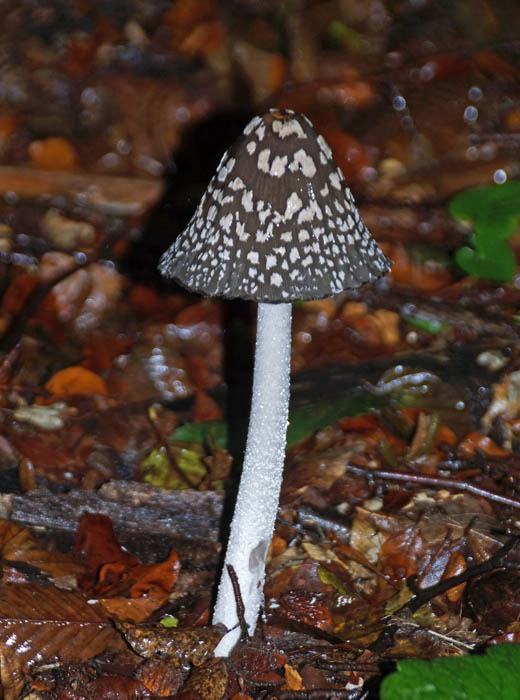 spechten, inktzwammen, Spechtinktzwam, Coprinopis picacea, Bükk Nationaal Park, Hongarije